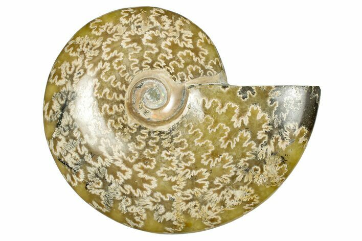 Polished Ammonite (Cleoniceras) Fossil - Madagascar #348489